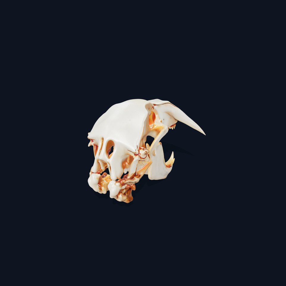 Detailed Animal Skull D Model Pack